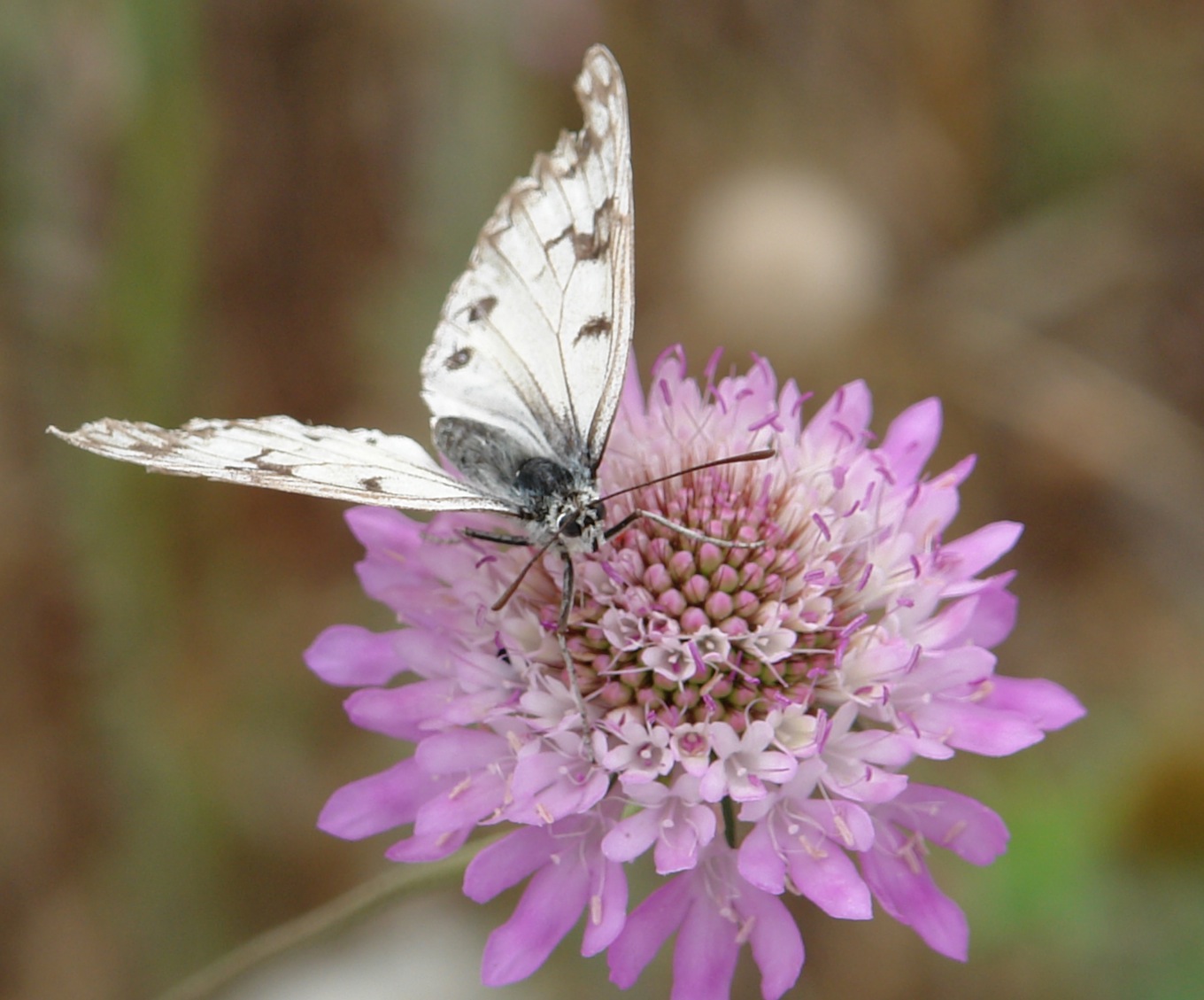 identificazione lepidoptero - Melanargia arge